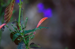 Dicliptera sciadephora