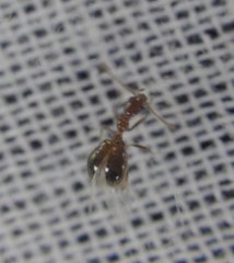 Acanthinus argentinus