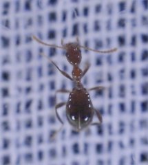 Acanthinus argentinus