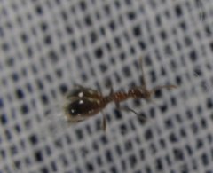 Acanthinus argentinus