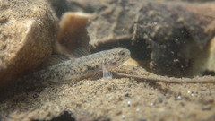Pseudogobius masago