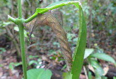 Macroglossum nubilum