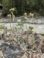 Antennaria alpina