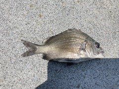 Acanthopagrus pacificus