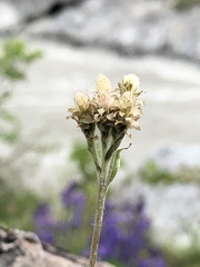 Antennaria alpina