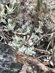 Antennaria alpina