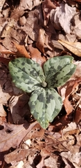 Trillium decumbens