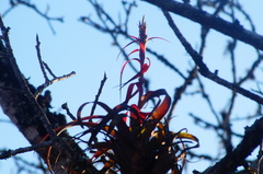 Tillandsia belloensis