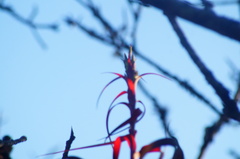 Tillandsia belloensis