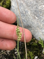 Carex limosa