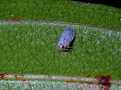 Akotropis