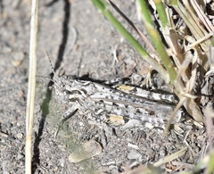 Psoloessa delicatula