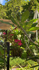 Plumeria rubra