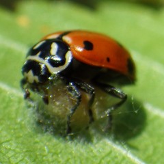 Dinocampus coccinellae paralysis virus
