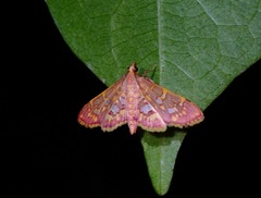 Ischnurges gratiosalis