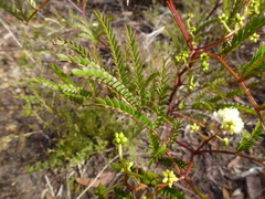 Acacia terminalis
