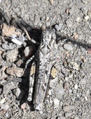 Psoloessa delicatula