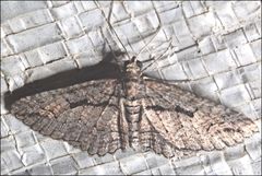 Chrysolarentia plagiocausta