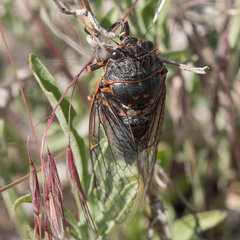 Okanagana occidentalis