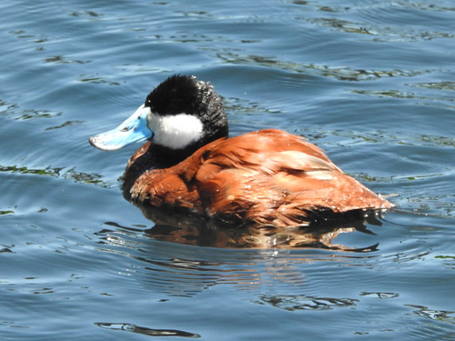 photo of Ruddy Duck (Oxyura jamaicensis)