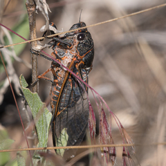 Okanagana occidentalis