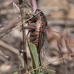 Okanagana occidentalis