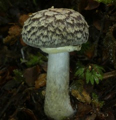 Cortinarius meleagris