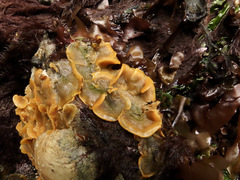 Primavelans insculpta