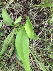 Solidago rigida glabrata