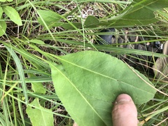 Solidago rigida glabrata