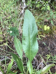 Solidago rigida glabrata