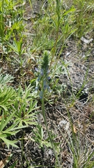 Oxytropis sylvatica