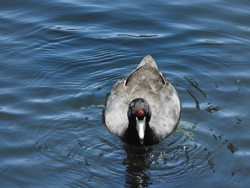 photo of American Coot (Fulica americana)