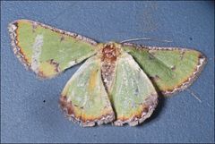 Eucyclodes buprestaria