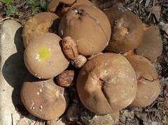 Pouteria hypoglauca