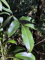 Wilkiea macrophylla