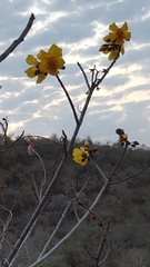 Handroanthus chrysanthus