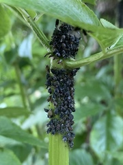 Aphididae