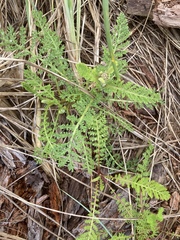 Tanacetum bipinnatum