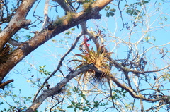 Tillandsia belloensis