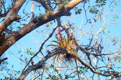 Tillandsia belloensis