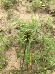 Cyperus lupulinus lupulinus