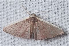 Idaea costaria