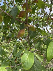 Magnoliopsida