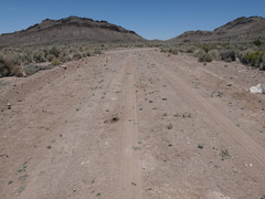 Pediomelum megalanthum