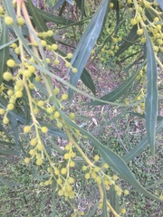 Phyllodineae