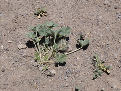 Pediomelum megalanthum