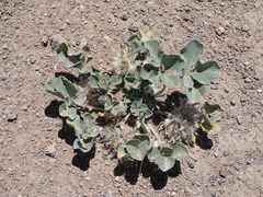 Pediomelum megalanthum