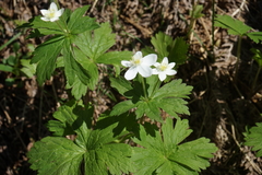 Anemonastrum baicalense