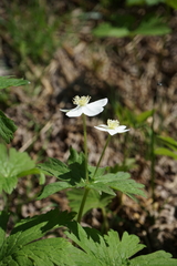 Anemonastrum baicalense